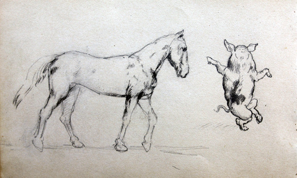 Pferd Schwein Studie Zeichnung