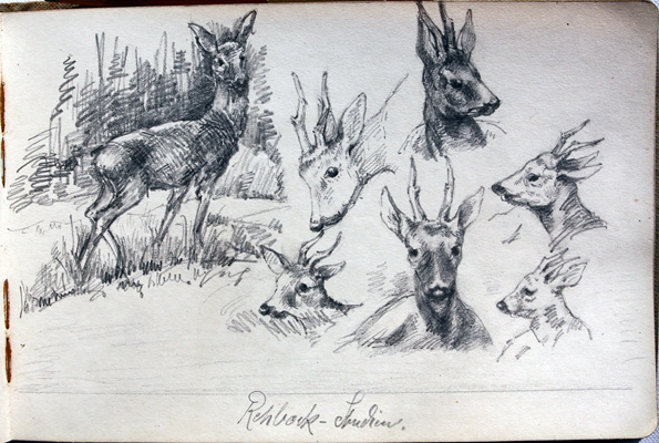 Rehbock Studie Zeichnung Tiere